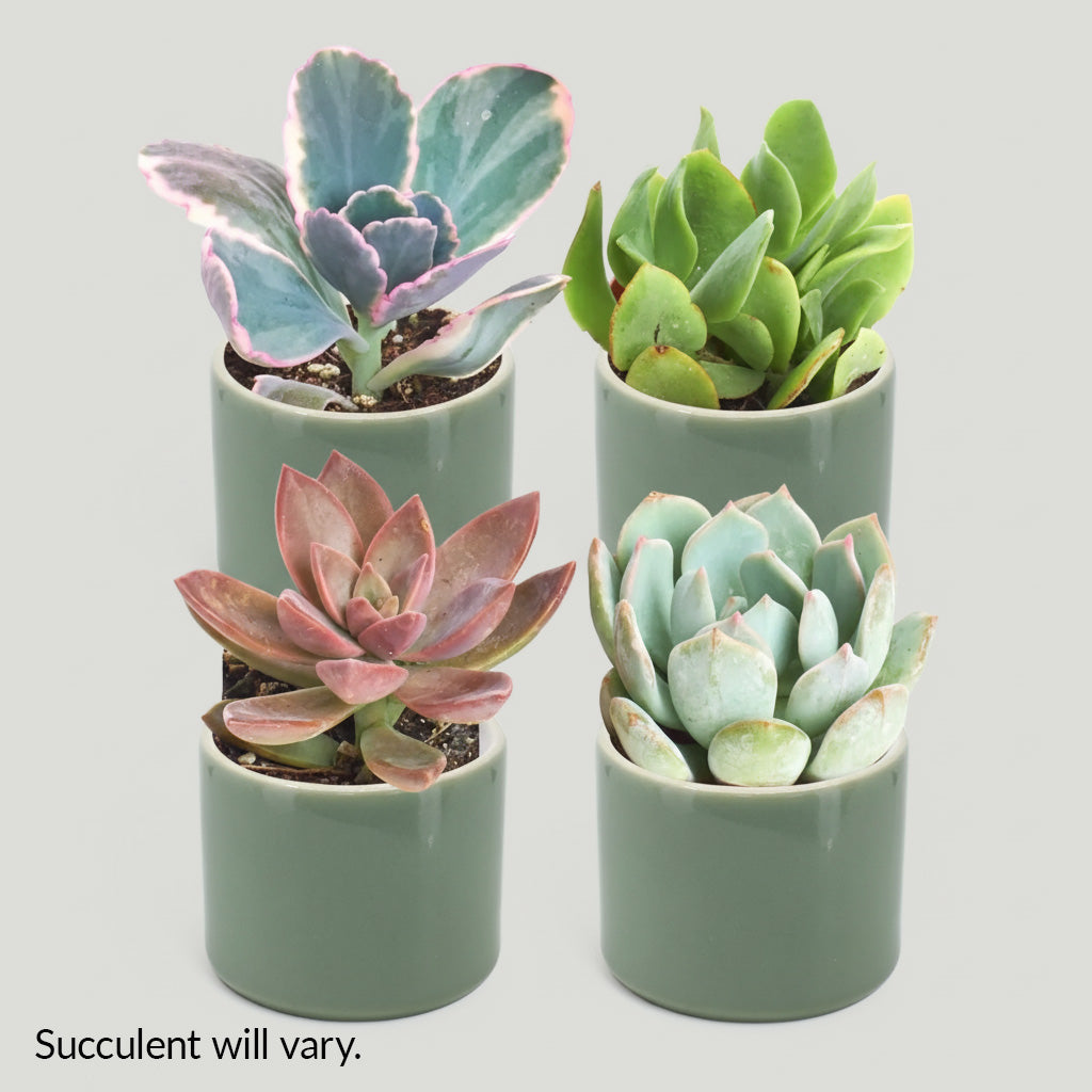 The Santa Fe Box - PENGEMS -  Pen Gift Set